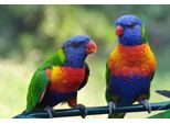 Fototapete Papermoon "Rainbow Lorikeets Birds", Bunt, B:5M L:2,8M, Vlies, Tapeten
