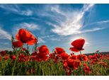 Fototapete papermoon "Poppy Flowers Field", Bunt, B:4M L:2,6M, Vlies, Tapeten