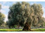 Fototapete Papermoon "Baum", Bunt, B:4,5M L:2,8M, Vlies, Tapeten