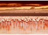 Fototapete Papermoon "African Flamingos", Bunt, B:3,5M L:2,6M, Vlies, Tapeten