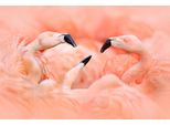 Fototapete Papermoon "Flamingos", Bunt, B:3,5M L:2,6M, Vlies, Tapeten