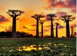 Fototapete Papermoon "Baobabs Trees African Sunset", Bunt, B:3,5M L:2,6M, Vlies, Tapeten