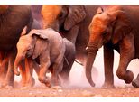 Fototapete Papermoon "Elephant Herd", Bunt, B:3,5M L:2,6M, Vlies, Tapeten