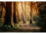 Fototapete papermoon "Wald", Bunt, B:3,5M L:2,6M, Vlies, Tapeten
