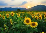 Fototapete Papermoon "Sunflower Field", Bunt, B:3,5M L:2,6M, Vlies, Tapeten