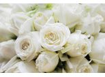 Fototapete Papermoon "White Roses", Bunt, B:3,5M L:2,6M, Vlies, Tapeten