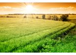 Fototapete Papermoon "Field Of Fresh Grain", Bunt, B:5M L:2,8M, Vlies, Tapeten