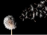 Fototapete Papermoon "Dandelion", Bunt, B:3,5M L:2,6M, Vlies, Tapeten
