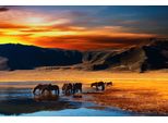 Fototapete Papermoon "Mongolian Horses", Bunt, B:3,5M L:2,6M, Vlies, Tapeten