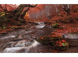 Fototapete Papermoon "Fluss Im Wald", Bunt, B:4M L:2,6M, Vlies, Tapeten