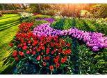 Fototapete Papermoon "Blumen Im Garten", Bunt, B:3,5M L:2,6M, Vlies, Tapeten