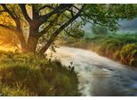 Fototapete Papermoon "Fluss Am Baum", Bunt, B:4,5M L:2,8M, Vlies, Tapeten