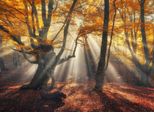 Fototapete Papermoon "Magical Old Trees", Bunt, B:5M L:2,8M, Vlies, Tapeten