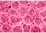 Fototapete Papermoon "Pink Roses", Bunt, B:5M L:2,8M, Vlies, Tapeten