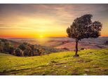 Fototapete Papermoon "Landschaft Mit Baum", Bunt, B:5M L:2,8M, Vlies, Tapeten