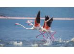 Fototapete Papermoon "Flamingos Heben Ab", Bunt, B:3,5M L:2,6M, Vlies, Tapeten