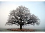 Fototapete Papermoon "Baum Auf Insel", Bunt, B:5M L:2,8M, Vlies, Tapeten