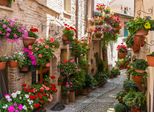 Fototapete Papermoon "Flower Alley In Spello", Bunt, B:4M L:2,6M, Vlies, Tapeten
