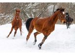 Fototapete Papermoon "Pferde Im Schnee", Bunt, B:3,5M L:2,6M, Vlies, Tapeten