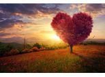 Fototapete Papermoon "Herzbaum In Blumenwiese", Bunt, B:3,5M L:2,6M, Vlies, Tapeten