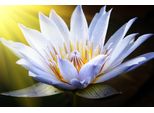 Fototapete papermoon "Lotus Flower", Bunt, B:3,5M L:2,6M, Vlies, Tapeten