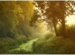 Fototapete Papermoon "Wald Mit Fluss", Bunt, B:4M L:2,6M, Vlies, Tapeten
