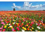 Fototapete Papermoon "Garden Buttercups", Bunt, B:5M L:2,8M, Vlies, Tapeten