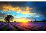 Fototapete Papermoon "Lavender Fields", Bunt, B:3,5M L:2,6M, Vlies, Tapeten