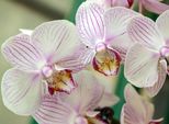 Fototapete Papermoon "White Orchid", Bunt, B:5M L:2,8M, Vlies, Tapeten