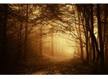 Fototapete Papermoon "Dunkler Wald", Bunt, B:3,5M L:2,6M, Vlies, Tapeten