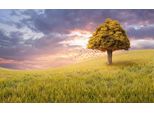 Fototapete Papermoon "Baum In Landschaft", Bunt, B:4,5M L:2,8M, Vlies, Tapeten