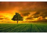 Fototapete Papermoon "Baum In Feld", Bunt, B:3,5M L:2,6M, Vlies, Tapeten