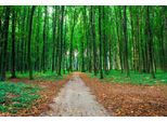 Fototapete Papermoon "Waldweg", Bunt, B:5M L:2,8M, Vlies, Tapeten