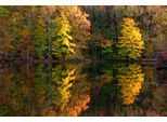 Fototapete Papermoon "See Im Wald", Bunt, B:4M L:2,6M, Vlies, Tapeten