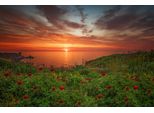 Fototapete Papermoon "Blumenwiese Am Meer", Bunt, B:4,5M L:2,8M, Vlies, Tapeten