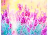 Fototapete Papermoon "Lavender Flower", Bunt, B:3,5M L:2,6M, Vlies, Tapeten