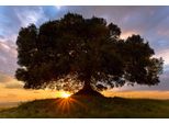 Fototapete Papermoon "Einsamer Baum", Bunt, B:4,5M L:2,8M, Vlies, Tapeten