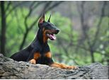 Fototapete Papermoon "Hund In Natur", Bunt, B:3,5M L:2,6M, Vlies, Tapeten