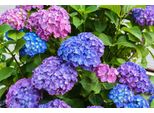 Fototapete Papermoon "Blumen", Bunt, B:4,5M L:2,8M, Vlies, Tapeten