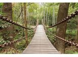 Fototapete Papermoon "Suspension Bridge", Bunt, B:5M L:2,8M, Vlies, Tapeten
