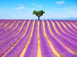 Fototapete Papermoon "Lavender In Provence", Bunt, B:5M L:2,8M, Vlies, Tapeten
