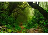 Fototapete Papermoon "Tropischer WALD- Dschungel", Bunt, B:4,5M L:2,8M, Vlies, Tapeten