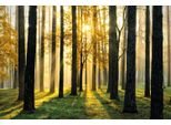 Fototapete Papermoon "Sunny Forest", Bunt, B:5M L:2,8M, Vlies, Tapeten