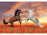 Fototapete Papermoon "Pferde In Blumenwiese", Bunt, B:3,5M L:2,6M, Vlies, Tapeten