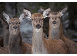 Fototapete Papermoon "Rehe Im Wald", Bunt, B:5M L:2,8M, Vlies, Tapeten