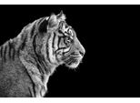 Fototapete papermoon "Sumatra-Tiger-PorträT", Bunt, B:4,5M L:2,8M, Vlies, Tapeten