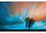 Fototapete Papermoon "Baum Auf Wiese", Bunt, B:5M L:2,8M, Vlies, Tapeten