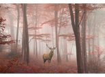 Fototapete Papermoon "Hirsch In Wald", Bunt, B:5M L:2,8M, Vlies, Tapeten