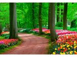 Fototapete Papermoon "Tulips Spring Landscape", Bunt, B:5M L:2,8M, Vlies, Tapeten