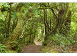 Fototapete Papermoon "Tropischer WALD-BAUM Dschungel Sonne Weg Pflanze Farne", Bunt, B:3,5M L:2,6M, Vlies, Tapeten